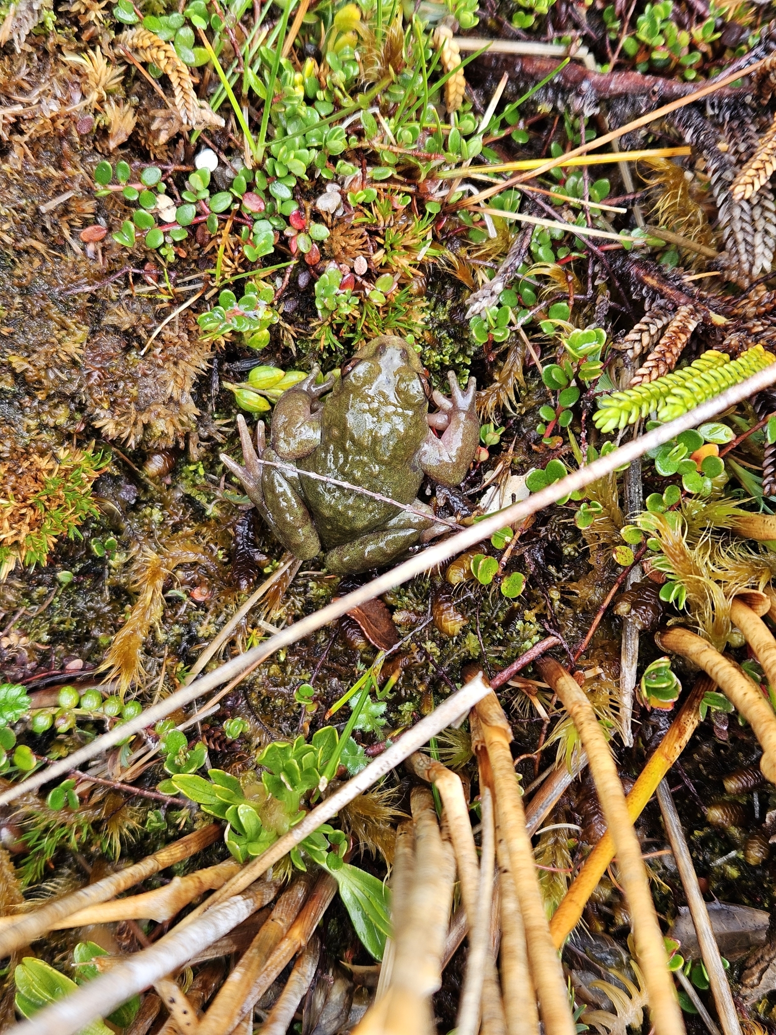 Puerto Eden Frog photo 3