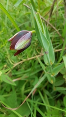 Calochortus purpureus