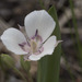 Calochortus minimus × nudus - Photo (c) Todd Ramsden, some rights reserved (CC BY-NC), uploaded by Todd Ramsden