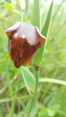 Calochortus purpureus