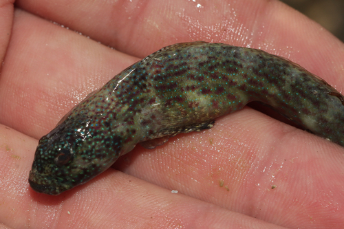 Cryptocentroides arabicus observed 2025-01-31