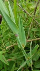 Calochortus purpureus