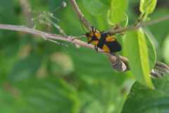 Oncopeltus varicolor