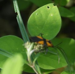 Oncopeltus varicolor