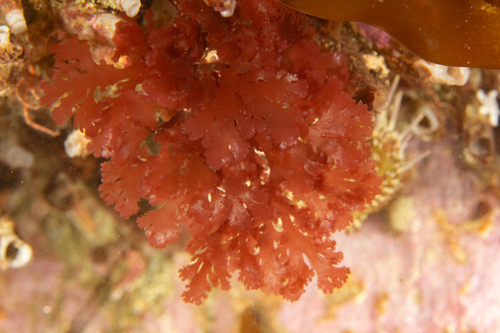 Callophyllis variegata observed 2022-10-11