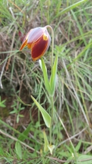 Calochortus purpureus