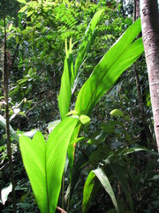 Bactris charnleyae
