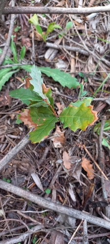 Image of Quercus faginea by (c) Mário Barreira, some rights reserved (CC BY)