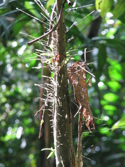 Bactris charnleyae