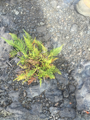 Pityrogramma austroamericana