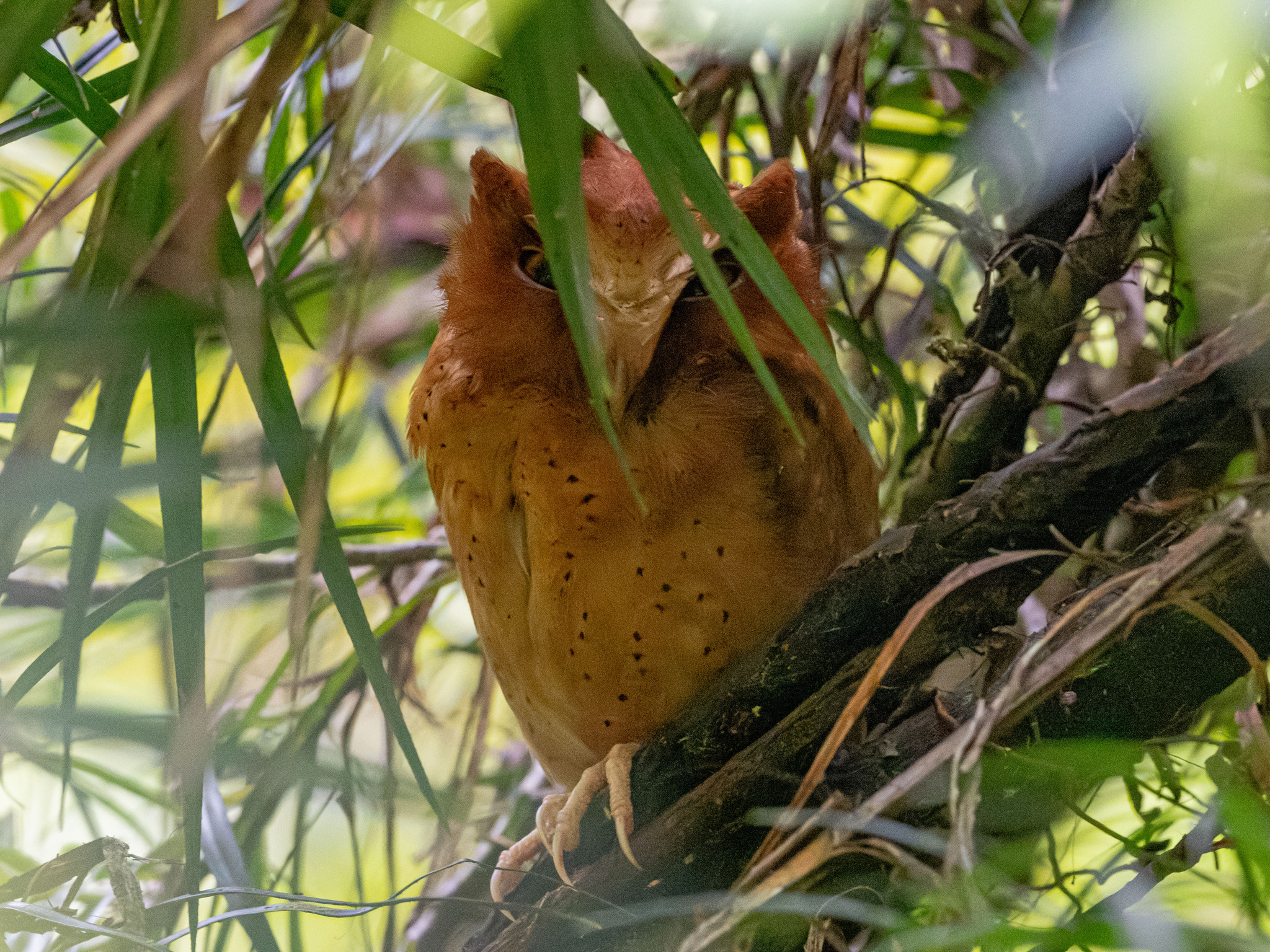 Serendib Scops Owl (Otus thilohoffmanni), photo 8