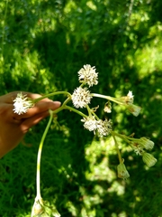 Psacalium cirsiifolium