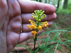 Platanthera cristata