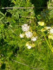 Psacalium cirsiifolium