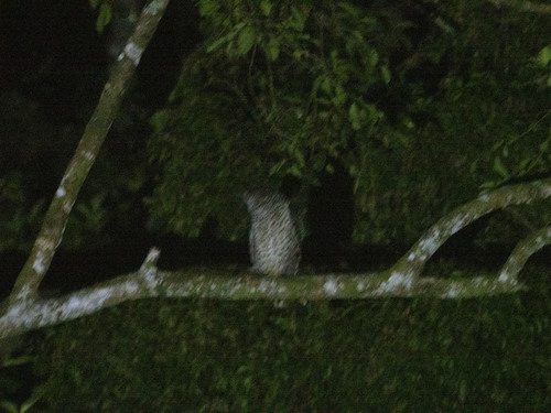 Spot-bellied Eagle-Owl (Ketupa nipalensis), photo 6