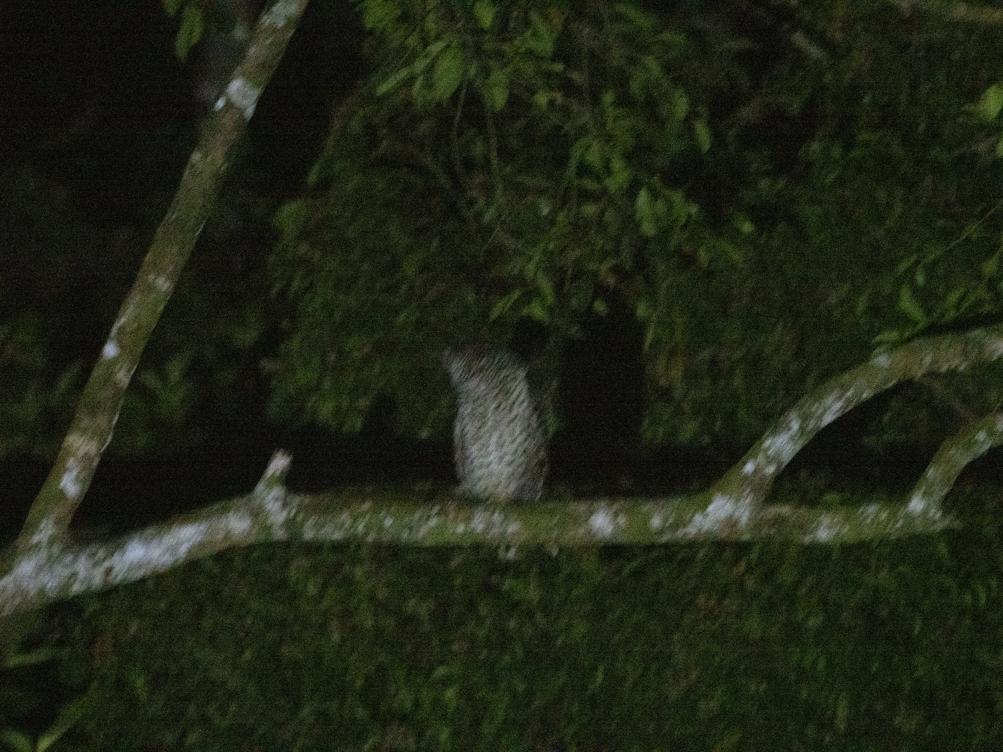 Spot-bellied Eagle-Owl (Ketupa nipalensis), photo 6