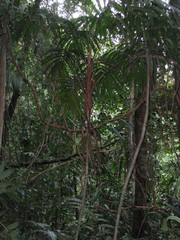 Pholidostachys pulchra