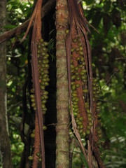 Pholidostachys pulchra