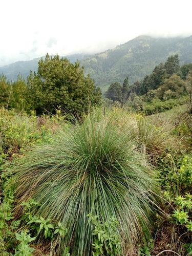 Image of Muhlenbergia macroura by (c) Dante S. Figueroa, some rights reserved (CC BY-SA)