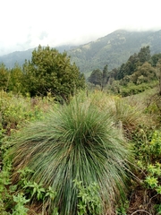 Muhlenbergia macroura