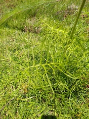 Psacalium cirsiifolium