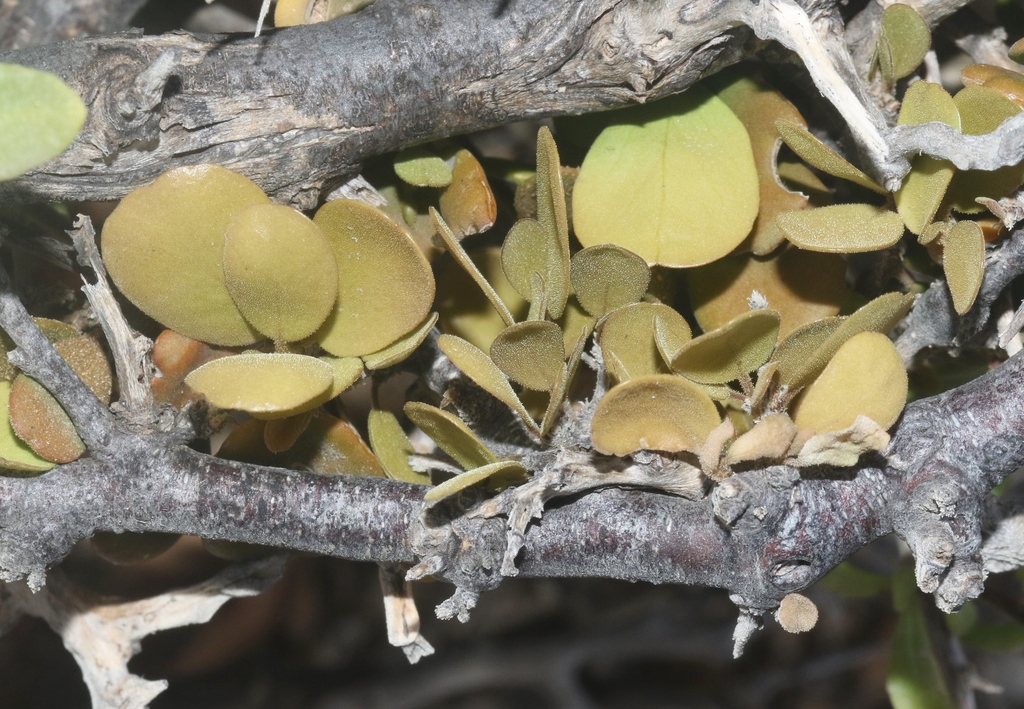 Cadaba insularis