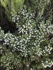 Erica cumuliflora