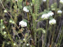 Erica cumuliflora