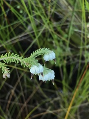 Erica cumuliflora