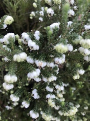 Erica cumuliflora