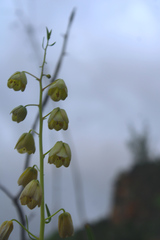 Fritillaria persica, photograph (c) yelena_antipova, some rights reserved (CC BY)