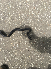 Masticophis flagellum flagellum