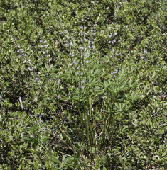 Lupinus arbustus