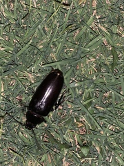 Archodontes melanopus