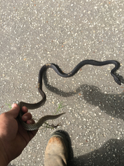 Masticophis flagellum flagellum