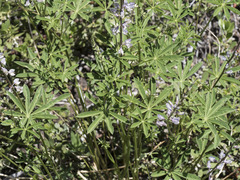 Lupinus arbustus