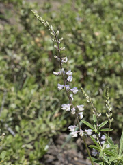 Lupinus arbustus