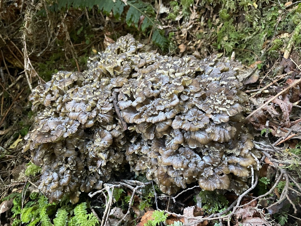 Grifola colensoi · February 2025 · photo: © fuligogirl (iNaturalist, cc-by)