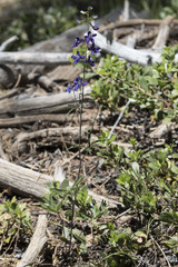 Delphinium hansenii