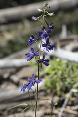 Delphinium hansenii