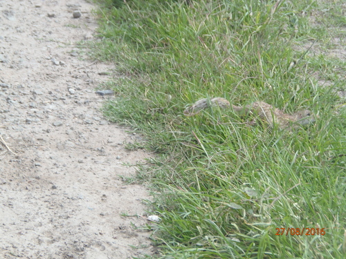 Mexican Ground Squirrel