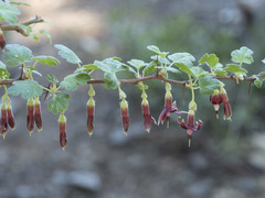 Ribes roezlii
