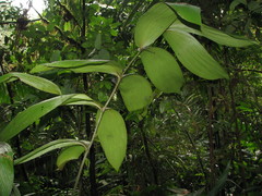 Zamia imperialis