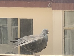 Columba livia