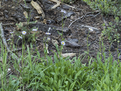 Erigeron glacialis glacialis