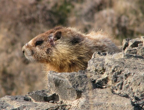 Yellow-bellied Marmot photographed in Washington