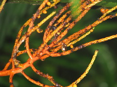 Chamaedorea lucidifrons