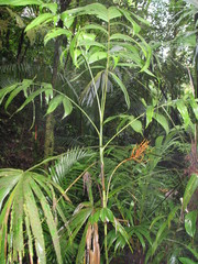 Chamaedorea lucidifrons