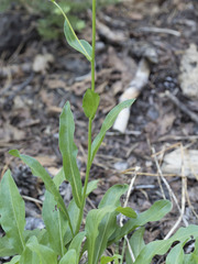 Erigeron glacialis glacialis