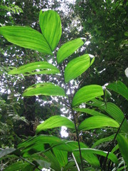 Chamaedorea lucidifrons